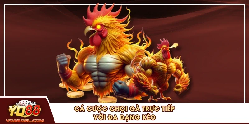 Cá cược chọi gà trực tiếp với đa dạng kèo