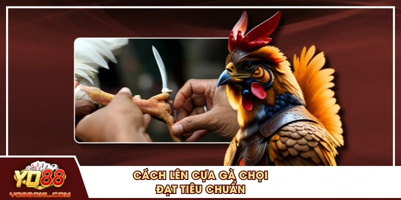 Cách lên cựa gà chọi đạt tiêu chuẩn