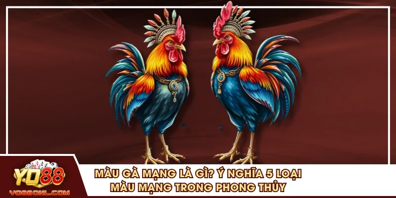 Màu Gà Mạng Là Gì? Ý Nghĩa 5 Loại Màu Mạng Trong Phong Thủy