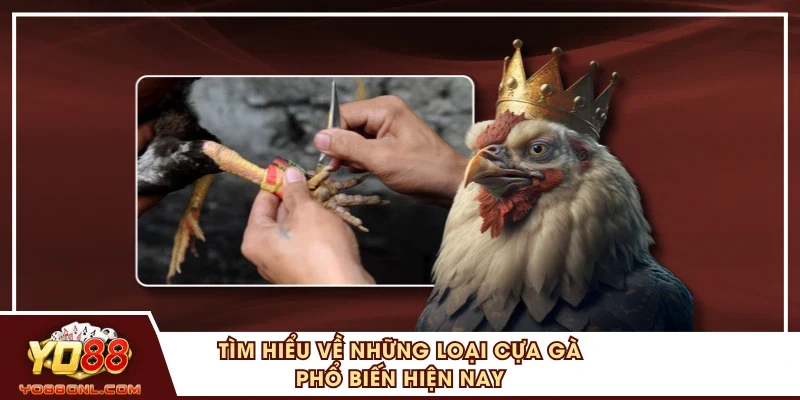 Tìm hiểu về những loại cựa gà phổ biến hiện nay