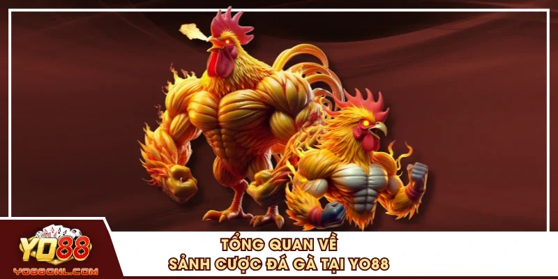Tổng quan về sảnh cược đá gà tại YO88