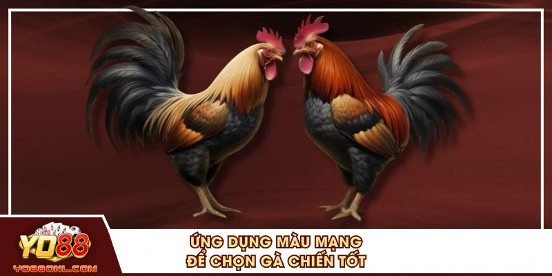 Ứng dụng màu mạng để chọn gà chiến tốt